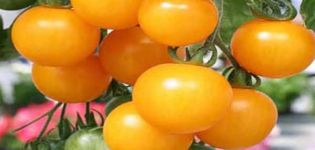 Caractéristiques et description de la variété de tomate Grappe de miel