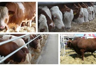 Le régime le plus efficace pour engraisser les gobies pour la viande à la maison