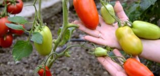 Caractéristiques et description de la variété de tomate Hypil 108 f1, rendement