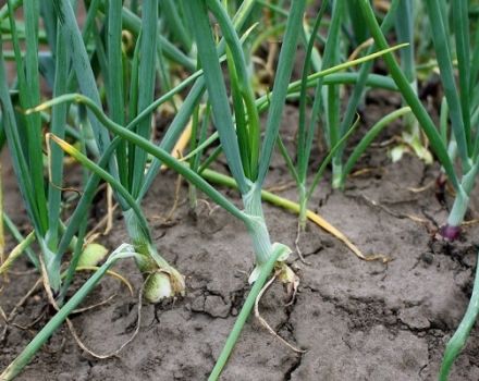 Pflanzen und Pflege von Frühlingszwiebeln, deren Krankheiten und deren Behandlung