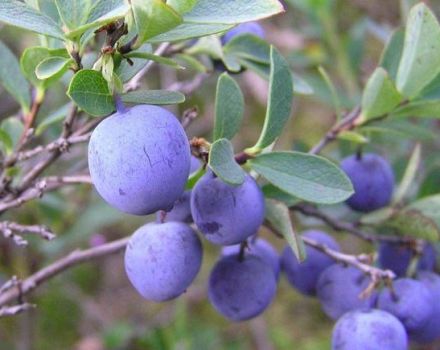 Blaubeeren in der Region Moskau pflanzen, anbauen und pflegen, wobei die besten Sorten ausgewählt werden