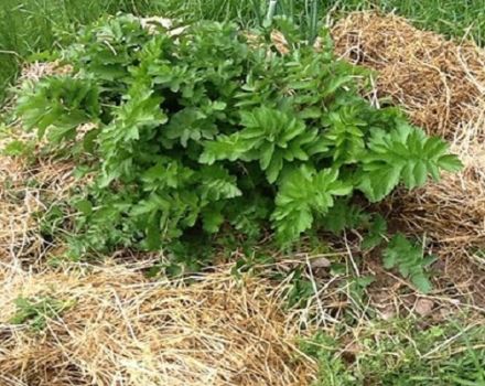 Culture de panais, plantation et entretien en plein champ dans le pays, les principales variétés de culture