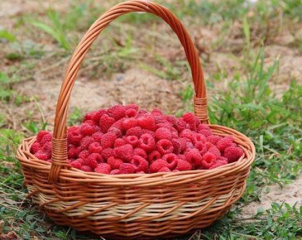 Wenn Himbeeren in verschiedenen Regionen reifen, ist der Zeitpunkt der Sammlung von Haus und Wald