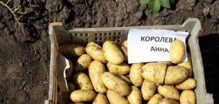 Beschreibung der Kartoffelsorte Koroleva Anna, Merkmale des Anbaus und der Pflege