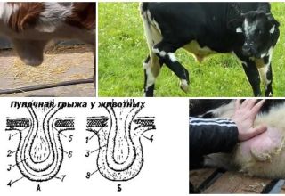 Symptome und Diagnose von Wadenhernie, was zu tun ist und wie zu behandeln ist