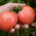 Description et rendement de la variété de tomate Bokele, avis des jardiniers