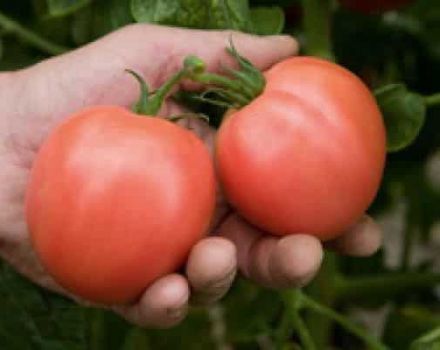Beschreibung und Ertrag der Tomatensorte Bokele, Bewertungen von Gärtnern