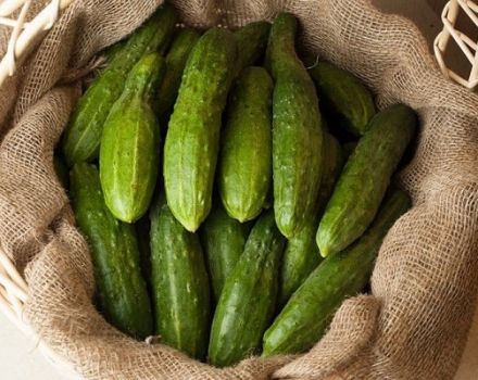 Description des concombres de la variété Relay, leur culture et leur rendement