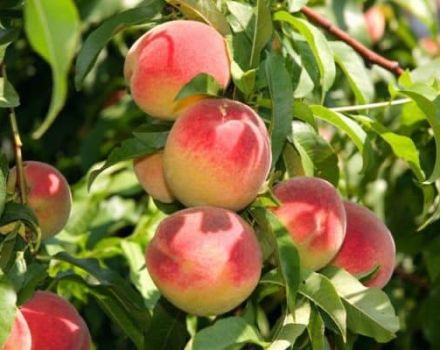 Was kann auf einen Pfirsich gepfropft werden und wie richtig, der Zeitpunkt des Knospens