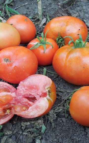 Beschreibung der Tomatensorte Ermak F1, Merkmale des Anbaus und der Pflege