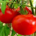 Description de la variété de tomate Joues rouges et ses caractéristiques