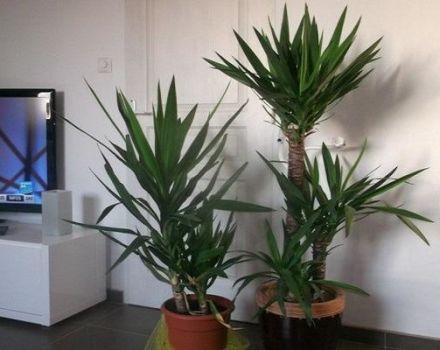 14 beliebte Yucca-Sorten mit Beschreibungen und Merkmalen
