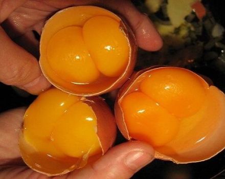 What chickens can lay two-yolk eggs, reasons and how to solve the problem