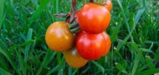 Eigenschaften und Beschreibung der Tomatensorte Lezhebok, deren Ertrag
