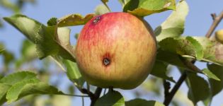 Comment traiter les pommes vermifuges et quand pulvériser, règles de traitement