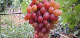 Beschreibung der Rebsorte Libyen, Reifedaten und Merkmale des Anbaus und der Vermehrung