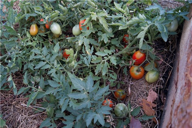 épicéa argenté tomate dans le jardin