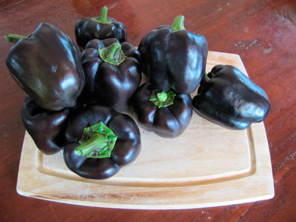 Nachtpfeffer auf dem Tisch