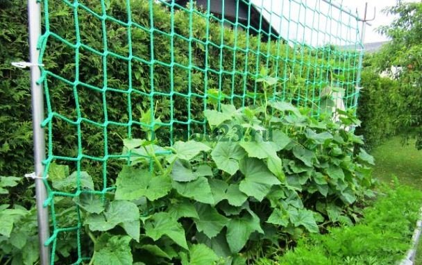 Gurken auf einem Gitter