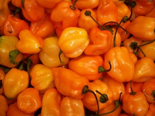 poivre de Habanero
