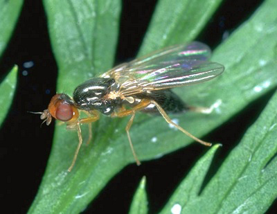 carrot fly appearance
