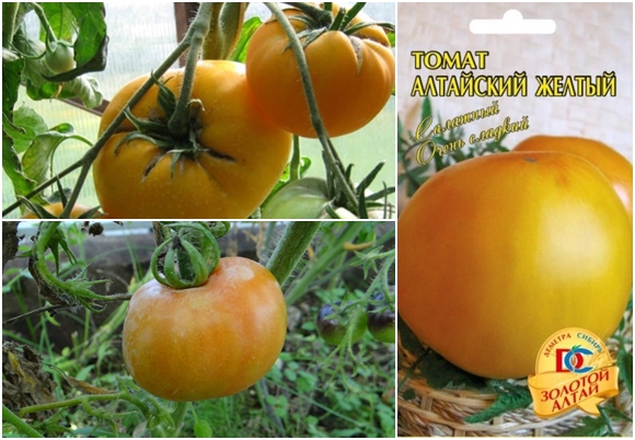 Altai gelbe Tomaten Aussehen