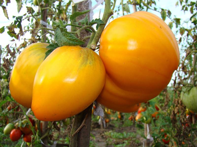 Tomatenkönig von Sibirien