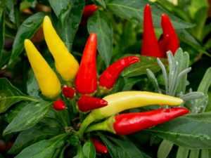 Plantation, entretien et culture du poivre Spark sur le rebord de la fenêtre à la maison