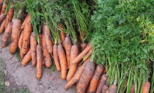 Raisons possibles pour lesquelles les carottes jaunissent dans le jardin et que faire dans ce cas