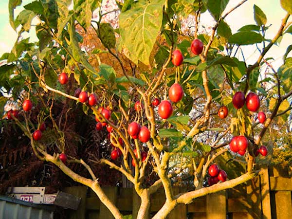 arbre de tamarillo