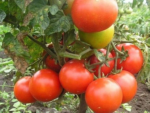 Tomaten auf einem Ast