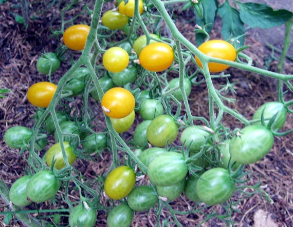 tomate cascade orange