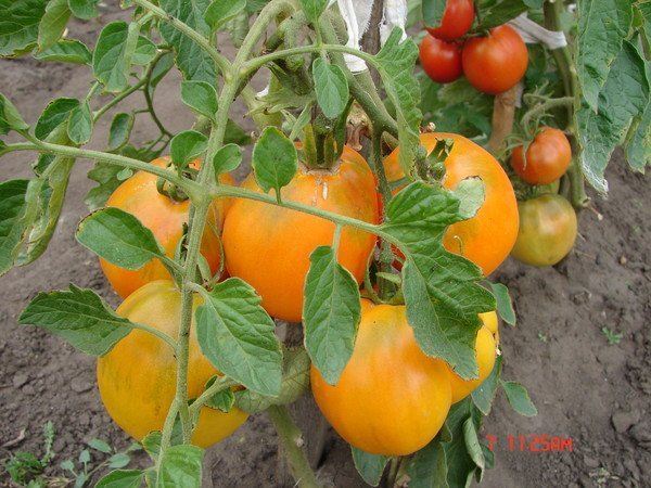 rettete Honigtomate im Garten