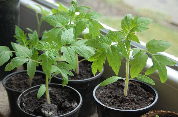 plants de tomates en pots
