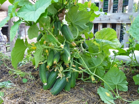 appearance of bush cucumber