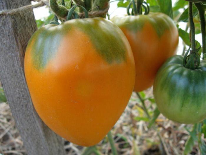 tomates buissons de miel spas