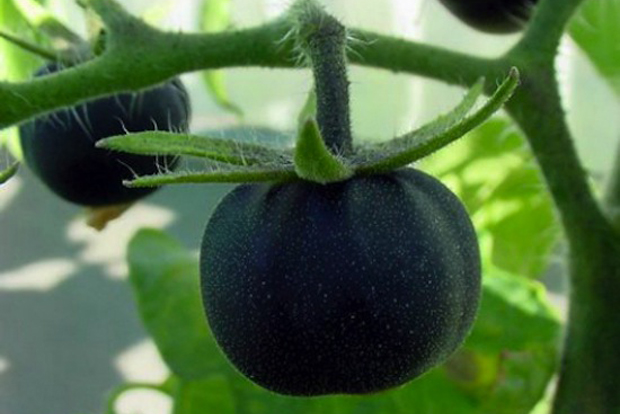 schwarze Himbeertomate
