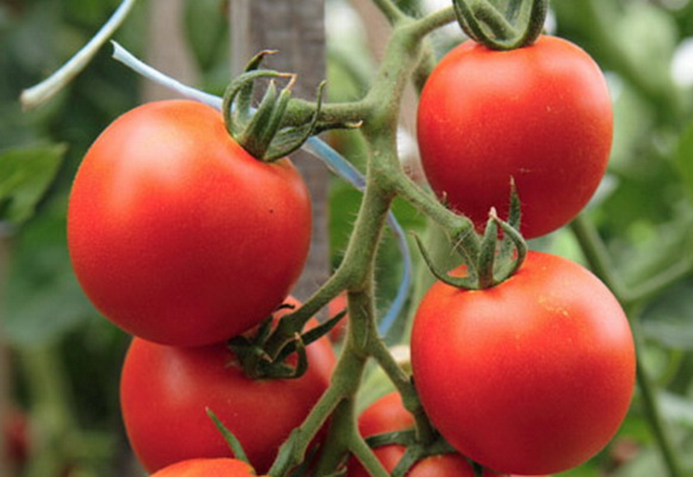 Tomaten Sanya