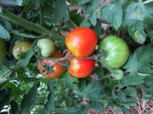 Characteristics and description of the Moskvich tomato variety, its yield