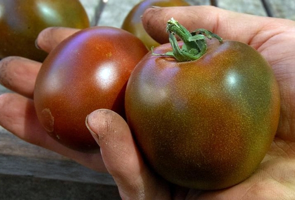 Aussehen einer schwarzen Frau Tomate