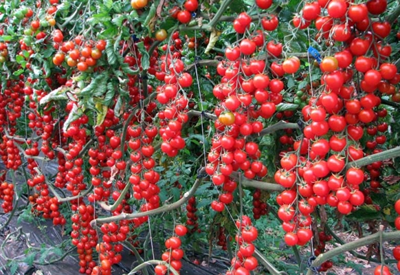sweet cherry tomato bushes