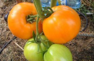 Eigenschaften und Beschreibung der Tomatensorte Honey Spas, deren Ertrag