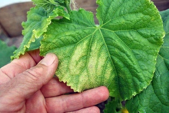 yellow leaves of cucumbers in the open field