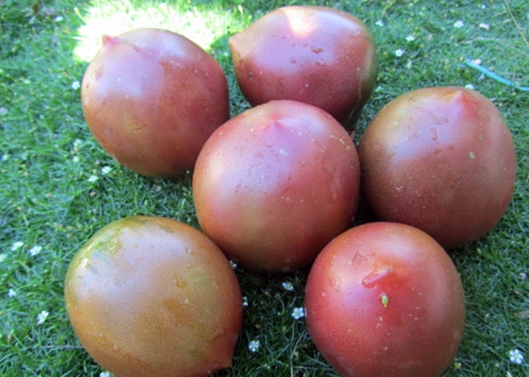 Tomaten schwarze Göttin