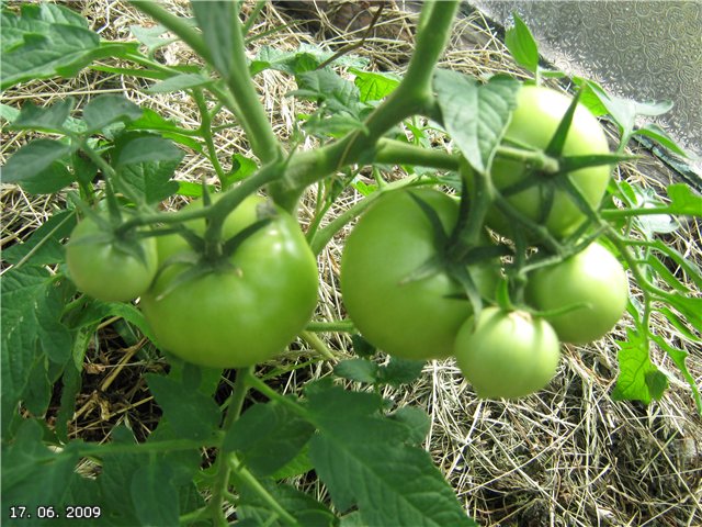 Tomate Hali Gali dans le jardin