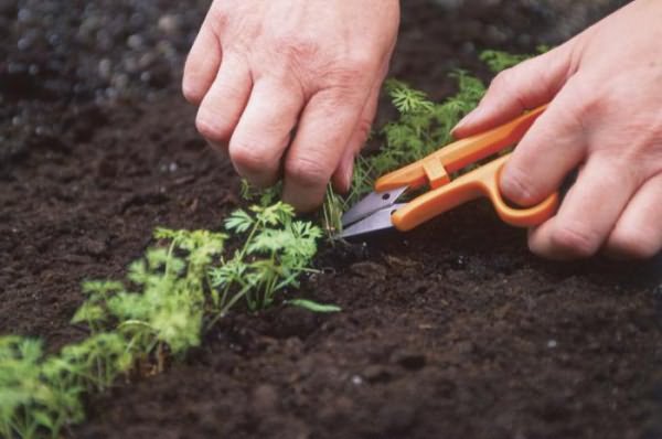 thinning carrots