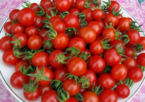 appearance of sweet cherry tomato