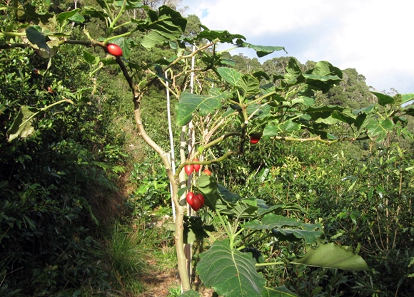 arbre exotique tsifomandra