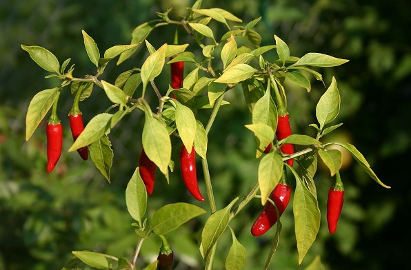 hot pepper