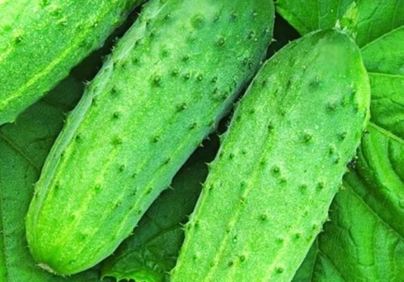 Aussehen des Tomatenkonkurrenten